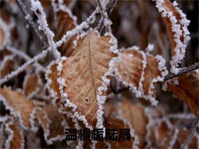 （温栀栀陆晟）全文免费阅读-温栀栀陆晟（你是我的劫，更是我的结）最新章节列表阅读