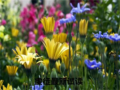 翁颖邵驰免费阅读无弹窗大结局-虔徒（翁颖邵驰最新全章节大结局）全文阅读