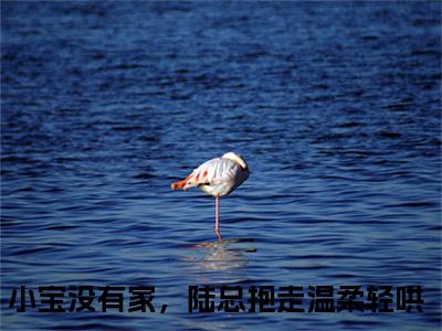陆景淮苏瑾时全文免费阅读_陆景淮苏瑾时（小宝没有家，陆总抱走温柔轻哄免费阅读无弹窗）小宝没有家，陆总抱走温柔轻哄最新章节列表笔趣阁
