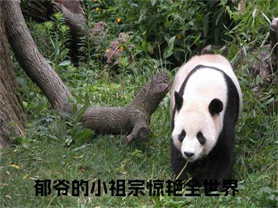 明徵郁少陵（郁爷的小祖宗惊艳全世界）全文免费阅读无弹窗大结局_明徵郁少陵小说精彩免费试读