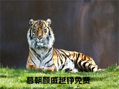 慕朝颜戚越铮精彩章节免费阅读_慕朝颜戚越铮抖音热推小说最新章节阅读