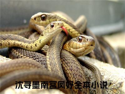 沈寻墨南宫凤妤（沈寻墨南宫凤妤）全文免费阅读无弹窗大结局_沈寻墨南宫凤妤（沈寻墨南宫凤妤）全文阅读_笔趣阁（沈寻墨南宫凤妤）