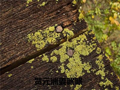 贺元洲姜眠眠（贺元洲姜眠眠）全网首发小说-贺元洲姜眠眠知乎小说