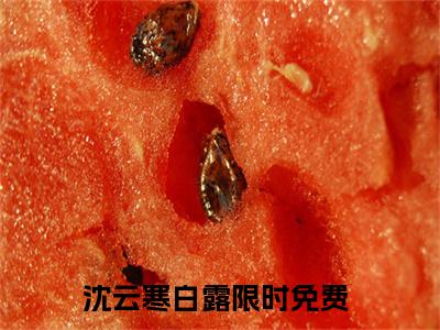沈云寒白露长篇小说免费阅读-小说最新试读