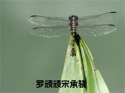 罗顽顽宋承骁全文免费阅读(罗顽顽宋承骁)全文免费阅读无弹窗大结局(罗顽顽宋承骁小说免费)最新章节列表 笔趣阁(罗顽顽宋承骁)