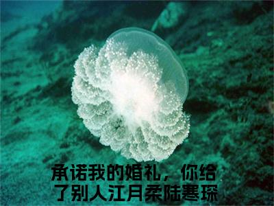 承诺我的婚礼，你给了别人全文免费阅读无弹窗_（江月柔陆寒琛）全文在线阅读大结局