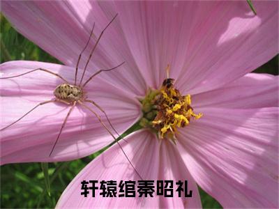 轩辕绾秦昭礼（娇娇美人冠宠后院）小说全文-轩辕绾秦昭礼无弹窗免费阅读
