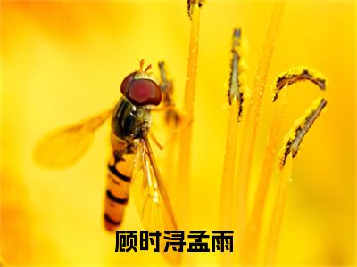 顾时浔孟雨(顾时浔孟雨)全文免费阅读无弹窗_(顾时浔孟雨)顾时浔孟雨最新章节列表笔趣阁（顾时浔孟雨）