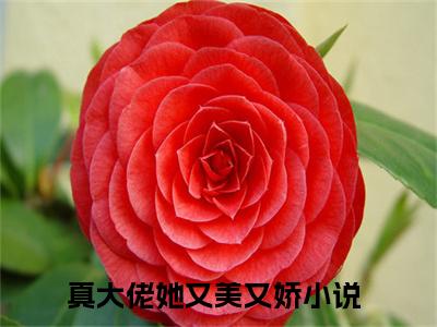 顾迟迟凌北爵在线阅读（真大佬她又美又娇）全文免费阅读无弹窗大结局_
