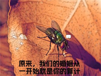 盛可可钟子郁（原来，我们的婚姻从一开始就是你的算计全文小说）全文免费阅读无弹窗大结局_原来，我们的婚姻从一开始就是你的算计全文免费阅读最新章节列表_笔趣阁