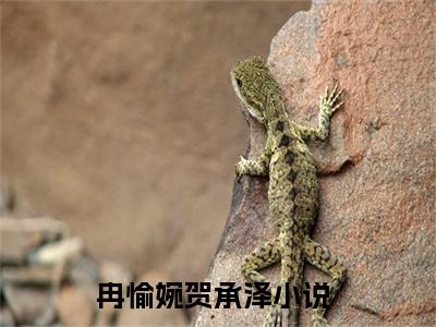 冉愉婉贺承泽（离婚后竹马霸总在线追妻）免费阅读-小说（冉愉婉贺承泽）离婚后竹马霸总在线追妻全文阅读