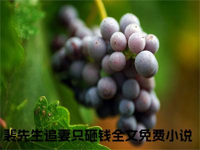 裴先生追妻只砸钱（苏颜裴谨）全文免费阅读无弹窗大结局-裴先生追妻只砸钱免费阅读全文大结局-笔趣阁