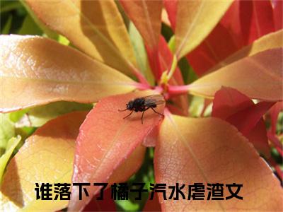 阮苏苏方归廷（谁落下了橘子汽水）全文免费阅读_阮苏苏方归廷（谁落下了橘子汽水）最新章节小说免费阅读（阮苏苏方归廷）