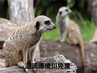 温漓傅凌川小说全文免费阅读无弹窗大结局-温漓傅凌川 小说在哪里可以看
