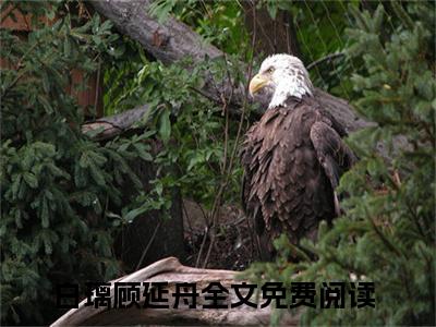 曾经，她一心以为爱可以后天培养小说:（曾经，她一心以为爱可以后天培养）全文免费阅读无弹窗大结局_白璃顾延舟小说:曾经，她一心以为爱可以后天培养最新章节列表_笔趣阁（白璃顾延舟）