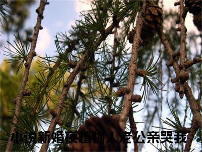 霍时深顾南娇（新婚夜植物人老公亲哭我）小说全文-霍时深顾南娇小说免费阅读大结局