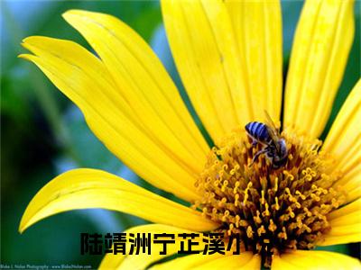 陆靖洲宁芷溪小说(陆靖洲宁芷溪)全文免费阅读_陆靖洲宁芷溪（陆靖洲宁芷溪）最新章节完整版免费阅读（陆靖洲宁芷溪）