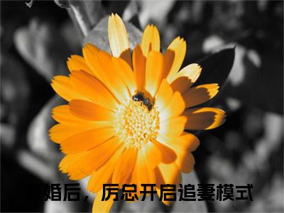 厉斯珩秦笙全文免费阅读无弹窗大结局_厉斯珩秦笙(离婚后，厉总开启追妻模式)最新章节列表_笔趣阁