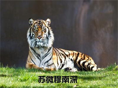 苏微穆南深（苏微穆南深）全文免费阅读无弹窗大结局_苏微穆南深全文免费阅读最新章节列表_笔趣阁（苏微穆南深）