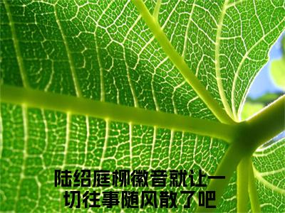 就让一切往事随风散了吧（陆绍庭柳徽音）全文免费阅读最新章节大结局_就让一切往事随风散了吧最新章节列表_笔趣阁