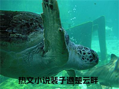 裴子邈楚云畔（裴子邈楚云畔）小说全文免费阅读-裴子邈楚云畔知乎小说