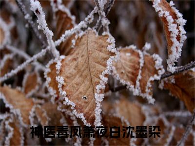 萧夜白沈墨染全文免费阅读无弹窗大结局，神医毒凤小说精彩免费试读