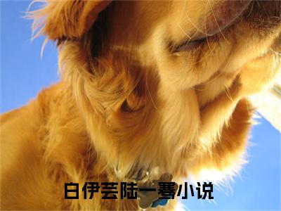 白伊芸陆一骞知乎小说小说全集 白伊芸陆一骞无删减在线阅读