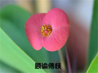 顾谕傅枝全文免费阅读_（顾谕傅枝免费阅读无弹窗）顾谕傅枝最新章节列表笔趣阁（顾谕傅枝）