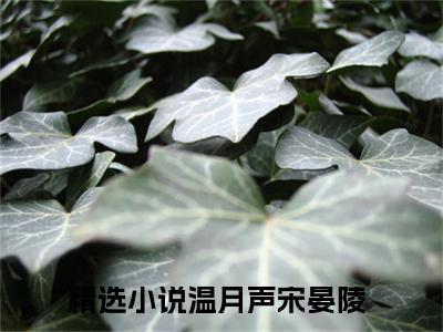 温月声宋晏陵（温月声宋晏陵）全网首发小说-小说温月声宋晏陵完整版全文在线赏析