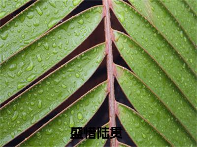 盛惜陆贯（陆贯，下辈子但愿我不识你）热推现言小说-盛惜陆贯小说在哪里可以看全文