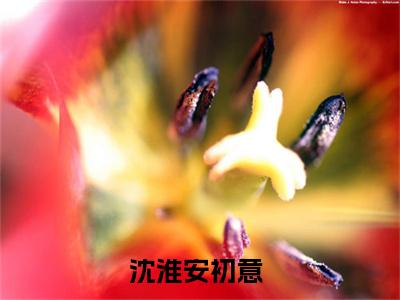 沈淮安初意热门好文分享阅读 2023年精选热门小说沈淮安初意