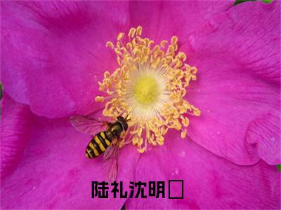 陆礼沈明玥（陆礼沈明玥）全文免费阅读无弹窗大结局_陆礼沈明玥最新章节列表_