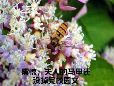 安暖陆之宴震惊，夫人的马甲还没掉完小说全文免费阅读无弹窗大结局_(震惊，夫人的马甲还没掉完)安暖陆之宴最新章节列表笔趣阁（安暖陆之宴）