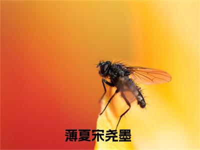 薄夏宋尧墨微小说免费阅读-薄夏宋尧墨言情小说阅读