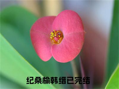 纪桑榆韩缙(纪桑榆韩缙)全文免费阅读无弹窗大结局-纪桑榆韩缙求书热文免费阅读