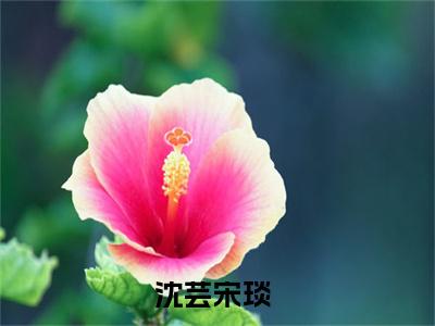 (沈芸宋琰)小说免费阅读无弹窗_（沈芸宋琰免费阅读）沈芸宋琰小说最新章节列表_笔趣阁（沈芸宋琰下载）