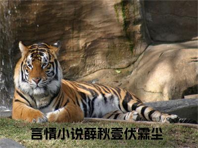 （薛秋壹伏霖尘推荐免费新书）薛秋壹伏霖尘完整章节阅读-薛秋壹伏霖尘全集小说完整版大结局