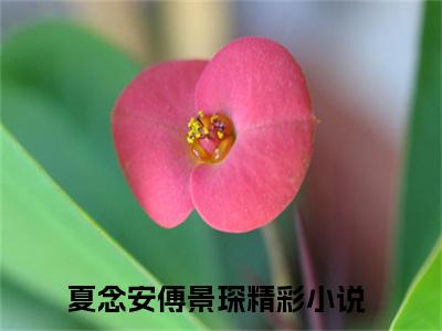 夏念安傅景琛免费小说（夏念安傅景琛）全文免费阅读无弹窗大结局_夏念安傅景琛免费小说最新章节列表_笔趣阁(夏念安傅景琛免费小说）