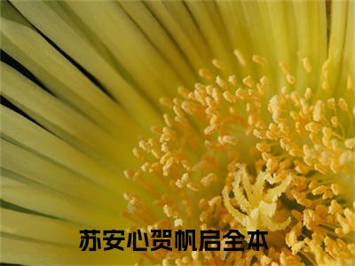 苏安心贺帆启(苏安心贺帆启)免费全文阅读小说_（苏安心贺帆启）苏安心贺帆启最新章节列表-笔趣阁（苏安心贺帆启）
