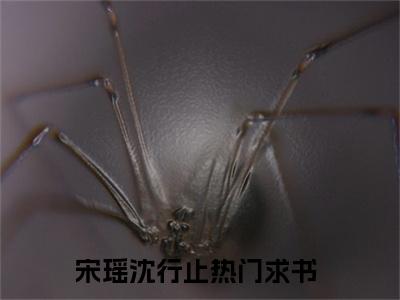 《宋瑶沈行止》宋瑶沈行止（大结局小说全集完整版）宋瑶沈行止小说_全文阅读笔趣阁