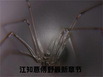 主角是《江知薏傅野》的小说强推-爱情小说免费阅读-江知薏傅野