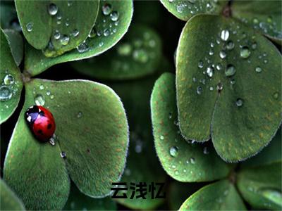 云浅忆是什么小说 云浅忆景陌尘正版小说免费阅读_笔趣阁