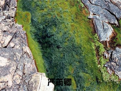 严筠卿（要贴贴！将军府的童养媳又娇又乖）全文免费阅读无弹窗大结局_要贴贴！将军府的童养媳又娇又乖免费最新章节列表_笔趣阁