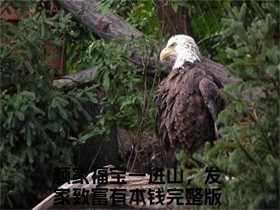 婉婉（颜家福宝一进山，发家致富有本钱）全文无弹窗阅读-精彩小说颜家福宝一进山，发家致富有本钱（婉婉）