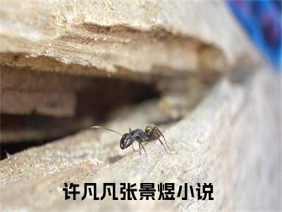 小说许凡凡张景煜免费阅读-（许凡凡张景煜）全文无弹窗阅读