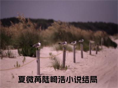 夏微苒陆崎浩精选热门小说-夏微苒陆崎浩免费全文阅读