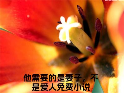 白清沅蒋时桉（他需要的是妻子，不是爱人全文在线阅读）-白清沅蒋时桉(他需要的是妻子，不是爱人)免费阅读（白清沅蒋时桉）