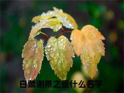 白莺谢景之满分小说全章节_白莺谢景之下拉式阅读_笔趣阁