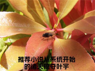 从系统开始的诸天掠夺叶宇（从系统开始的诸天掠夺叶宇）全集免费阅读无弹窗_从系统开始的诸天掠夺叶宇最新章节列表