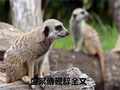 傅砚辞盛棠（盛棠傅砚辞）今日爆款小说-（傅砚辞盛棠）盛棠傅砚辞完结大结局免费阅读